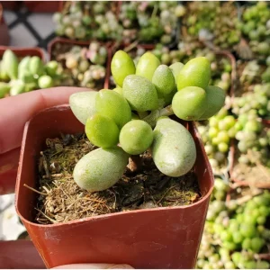 Adromischus Oviforme Succulent Live Plant – 2 Inch Pot – Indoor/Outdoor - Image 4