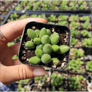 Adromischus Oviforme Succulent Live Plant – 2 Inch Pot – Indoor/Outdoor - Image 5