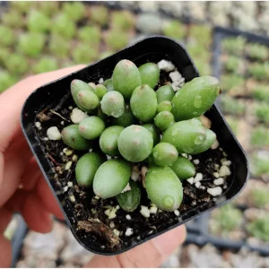 Adromischus Oviforme Succulent Live Plant – 2 Inch Pot – Indoor/Outdoor - Image 6