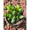 Adromischus Oviforme Succulent Live Plant – 2 Inch Pot – Indoor/Outdoor - Image 1