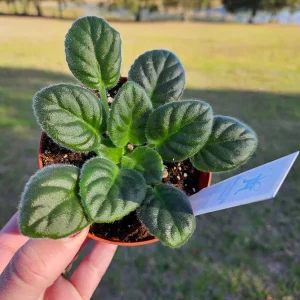 AE Sharlene Fantasy African Violet Live Plant – Starter, 4 Inch Pot, Indoor - Image 2