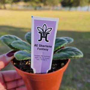AE Sharlene Fantasy African Violet Live Plant – Starter, 4 Inch Pot, Indoor - Image 3