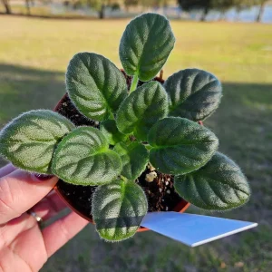 AE Sharlene Fantasy African Violet Live Plant – Starter, 4 Inch Pot, Indoor - Image 4