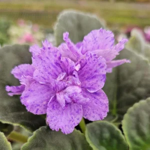 AE Sharlene Fantasy African Violet Live Plant – Starter, 4 Inch Pot, Indoor - Image 1