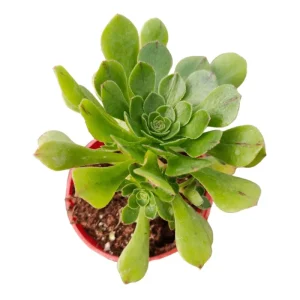 Aeonium Arboreum Succulent Live Plant - 2 Inch Pot, Indoor & Outdoor - Image 2