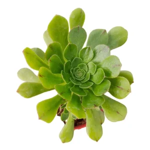 Aeonium Arboreum Succulent Live Plant - 2 Inch Pot, Indoor & Outdoor - Image 3