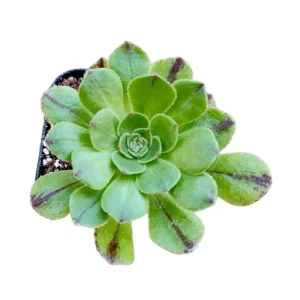 Aeonium Arboreum Succulent Live Plant - 2 Inch Pot, Indoor & Outdoor - Image 4