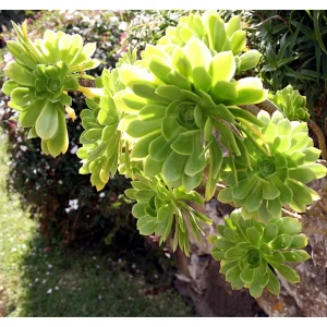 Aeonium Arboreum Succulent Live Plant - 2 Inch Pot, Indoor & Outdoor - Image 6