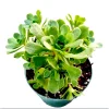 Aeonium Arboreum Succulent Live Plant - 2 Inch Pot, Indoor & Outdoor - Image 1