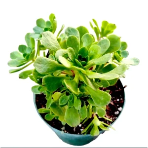 Aeonium Arboreum Succulent Live Plant - 2 Inch Pot, Indoor & Outdoor - Image 1