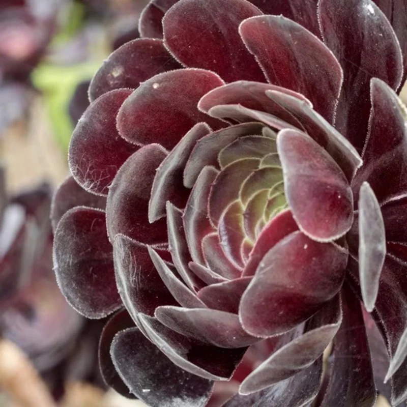 Aeonium Black Rose Live Plant - 4 Inch Pot Succulent - 3-5" Tall Indoor/Outdoor - Image 2