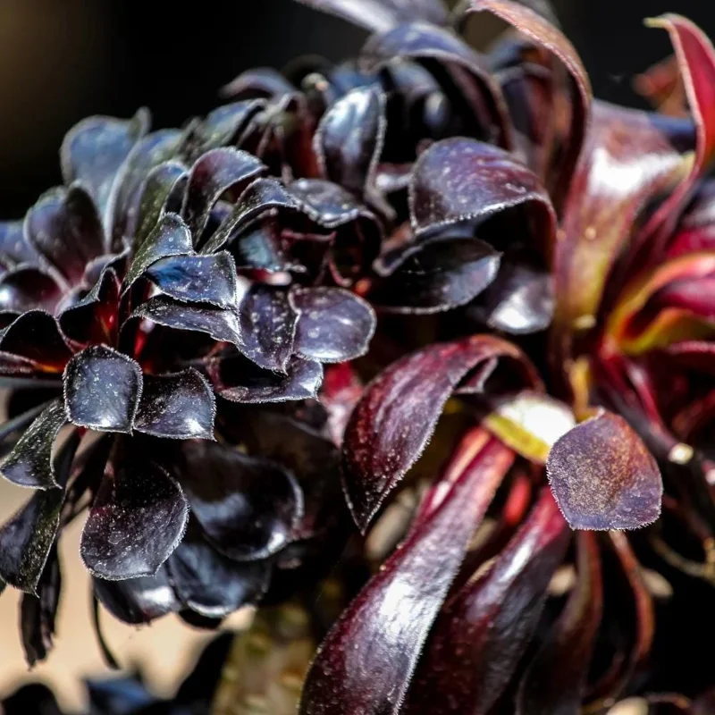 Aeonium Black Rose Live Plant - 4 Inch Pot Succulent - 3-5" Tall Indoor/Outdoor - Image 3