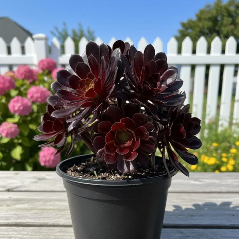 Aeonium Black Rose Live Plant - 4 Inch Pot Succulent - 3-5" Tall Indoor/Outdoor - Image 1