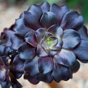 Aeonium Black Rose Live Plant - 4 Inch Pot Succulent - 3-5