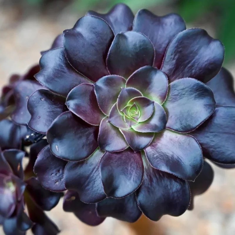 Aeonium Black Rose Live Plant - 4 Inch Pot Succulent - 3-5" Tall Indoor/Outdoor - Image 4