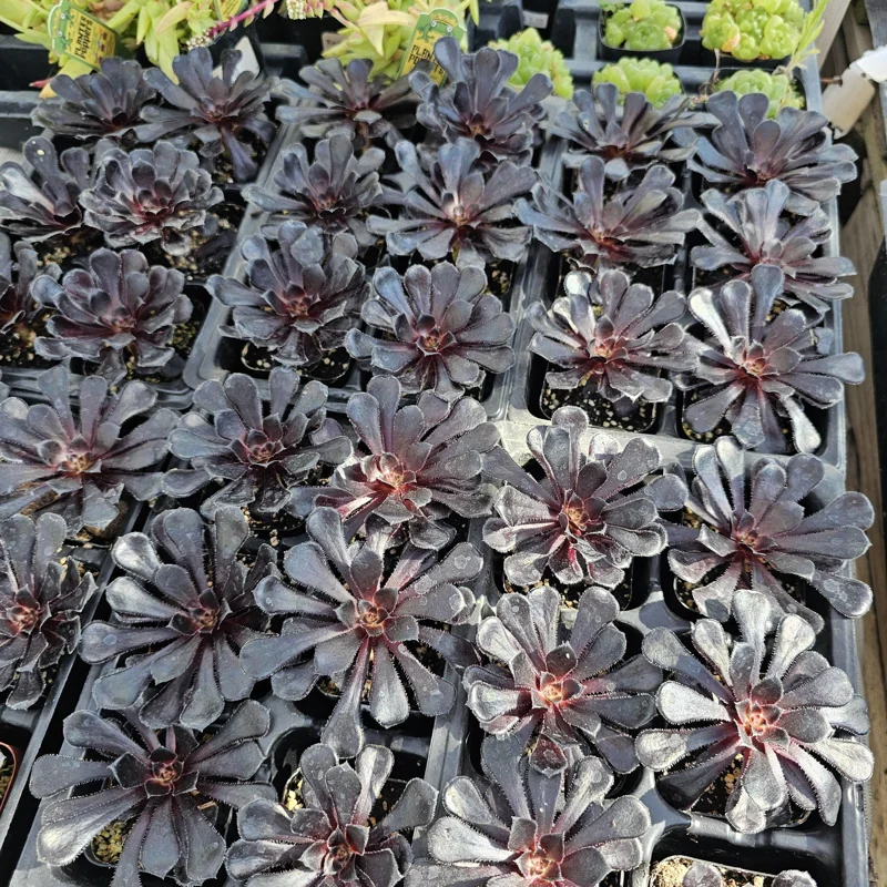 Aeonium Black Rose Live Plant – Zwartkop Succulent – 2in Pot – Indoor/Outdoor - Image 2
