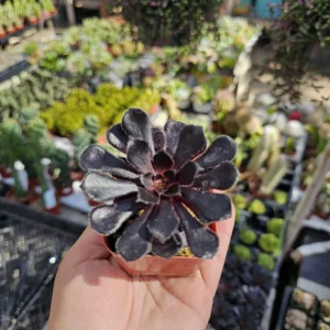 Aeonium Black Rose Live Plant – Zwartkop Succulent – 2in Pot – Indoor/Outdoor - Image 3