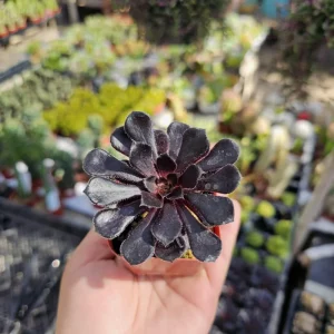Aeonium Black Rose Live Plant – Zwartkop Succulent – 2in Pot – Indoor/Outdoor - Image 4