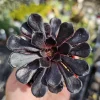 Aeonium Black Rose Live Plant – Zwartkop Succulent – 2in Pot – Indoor/Outdoor - Image 1