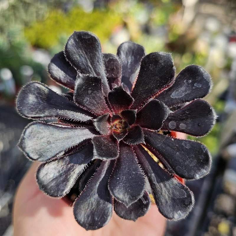 Aeonium Black Rose Live Plant – Zwartkop Succulent – 2in Pot – Indoor/Outdoor - Image 1