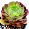 Aeonium Blushing Beauty Succulent Live Plant – 2 Inch Pot – Indoor/Outdoor - Image 1