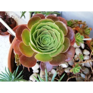 Aeonium Blushing Beauty Succulent Live Plant – 2 Inch Pot – Indoor/Outdoor - Image 4