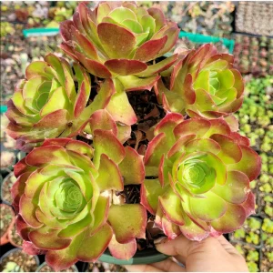 Aeonium Blushing Beauty Succulent Live Plant – 2 Inch Pot – Indoor/Outdoor - Image 5