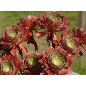 Aeonium Blushing Beauty Succulent Live Plant – 2 Inch Pot – Indoor/Outdoor - Image 6