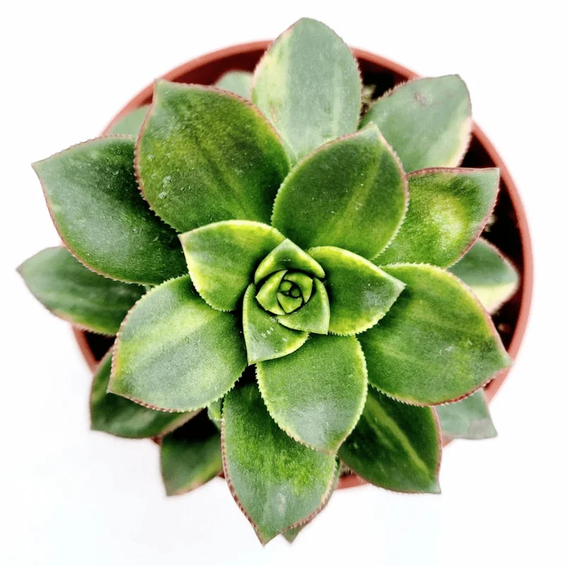 Aeonium 'Moonburst' Succulent Live Plant - 2 Inch Pot for Indoor & Outdoor - Image 2