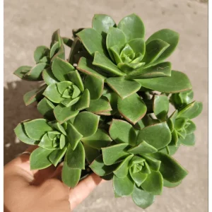 Aeonium 'Moonburst' Succulent Live Plant - 2 Inch Pot for Indoor & Outdoor - Image 4