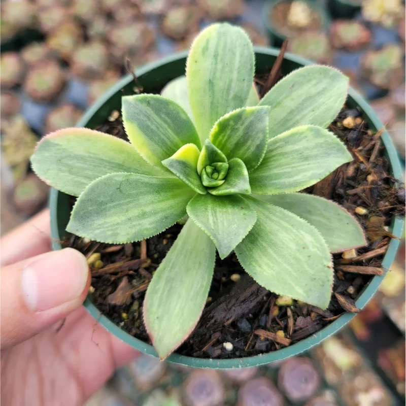 Aeonium 'Moonburst' Succulent Live Plant - 2 Inch Pot for Indoor & Outdoor - Image 5