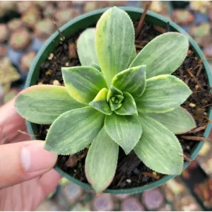 Aeonium 'Moonburst' Succulent Live Plant - 2 Inch Pot for Indoor & Outdoor - Image 6