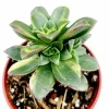 Aeonium 'Moonburst' Succulent Live Plant - 2 Inch Pot for Indoor & Outdoor - Image 1
