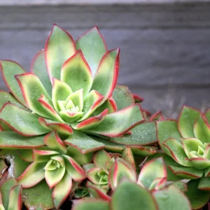 Aeonium Succulent Live Plant – Fully Rooted Houseplant for Indoor & Outdoor - Image 2