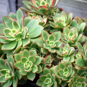 Aeonium Succulent Live Plant – Fully Rooted Houseplant for Indoor & Outdoor - Image 3