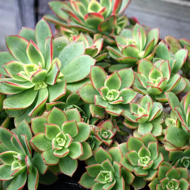 Aeonium Succulent Live Plant – Fully Rooted Houseplant for Indoor & Outdoor - Image 3
