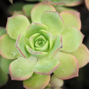 Aeonium Succulent Live Plant – Fully Rooted Houseplant for Indoor & Outdoor - Image 4