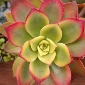 Aeonium Succulent Live Plant – Fully Rooted Houseplant for Indoor & Outdoor - Image 5