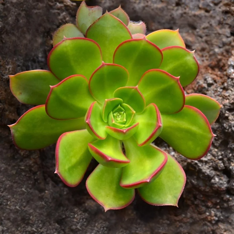 Aeonium Succulent Live Plant – Fully Rooted Houseplant for Indoor & Outdoor - Image 6
