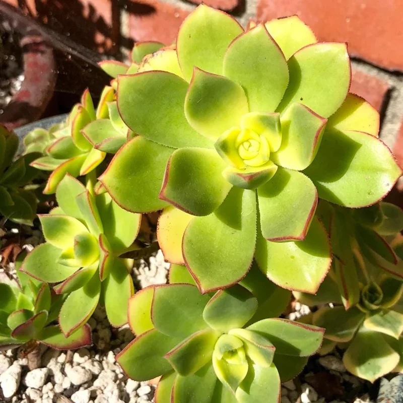 Aeonium Succulent Live Plant – Fully Rooted Houseplant for Indoor & Outdoor - Image 7