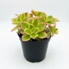 Aeonium Succulent Live Plant – Fully Rooted Houseplant for Indoor & Outdoor - Image 1