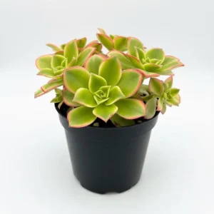 Aeonium Succulent Live Plant – Fully Rooted Houseplant for Indoor & Outdoor - Image 1