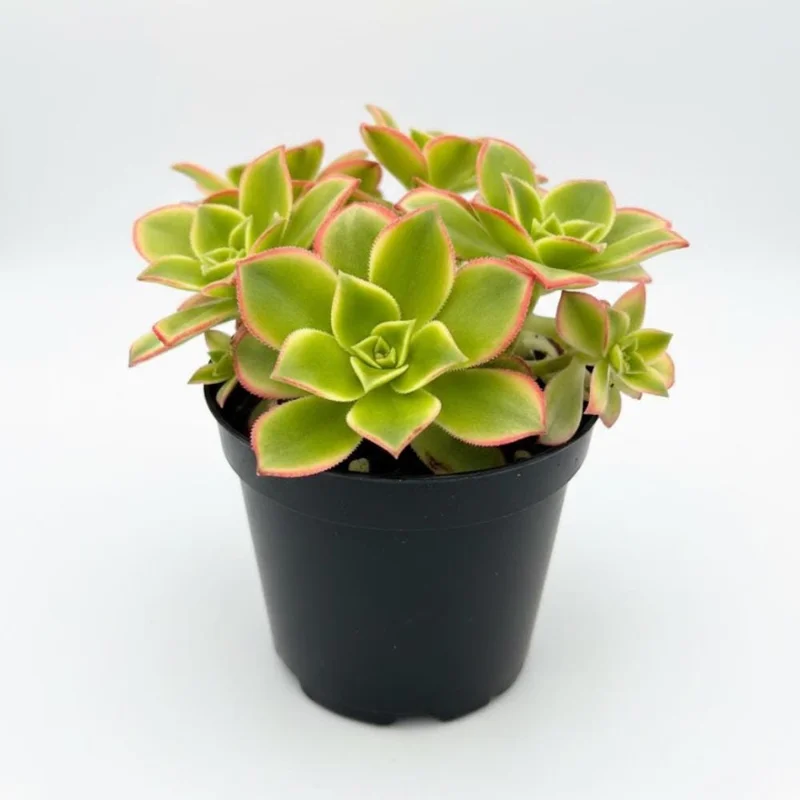 Aeonium Succulent Live Plant – Fully Rooted Houseplant for Indoor & Outdoor - Image 1