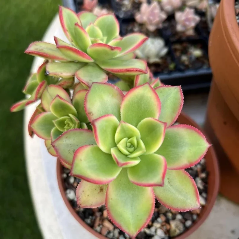 Aeonium Succulent Live Plant – Fully Rooted Houseplant for Indoor & Outdoor - Image 8