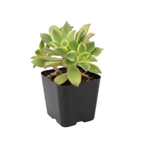 Aeonium Succulent Live Plant – Fully Rooted Houseplant for Indoor & Outdoor - Image 9