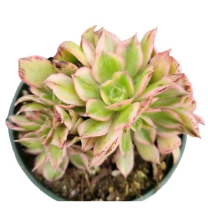 Aeonium Sunburst Crest Succulent Live Plant 2 Inch Pot - Indoor Outdoor - Image 1