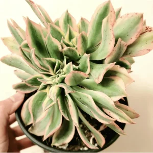 Aeonium Sunburst Crest Succulent Live Plant 2 Inch Pot - Indoor Outdoor - Image 2