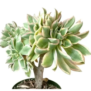 Aeonium Sunburst Crest Succulent Live Plant 2 Inch Pot - Indoor Outdoor - Image 3