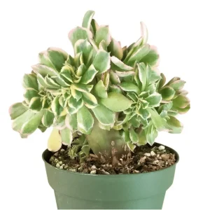 Aeonium Sunburst Crest Succulent Live Plant 2 Inch Pot - Indoor Outdoor - Image 4