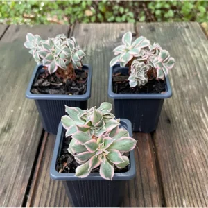 Aeonium Sunburst Crest Succulent Live Plant 2 Inch Pot - Indoor Outdoor - Image 5